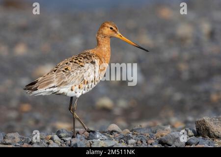 Blakenschwanzgöttchen (Limosa limosa islandica), Seitenansicht eines auf dem Boden stehenden Erwachsenen, Südliche Region, Island Stockfoto