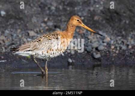 Blakenschwanzgöttchen (Limosa limosa islandica), Seitenansicht eines im Wasser stehenden Erwachsenen, Südliche Region, Island Stockfoto