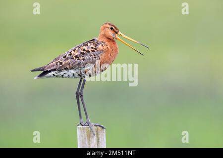 Blakenschwanzgöttchen (Limosa limosa islandica), Seitenansicht eines Erwachsenen auf einem Pfosten, Südliche Region, Island Stockfoto