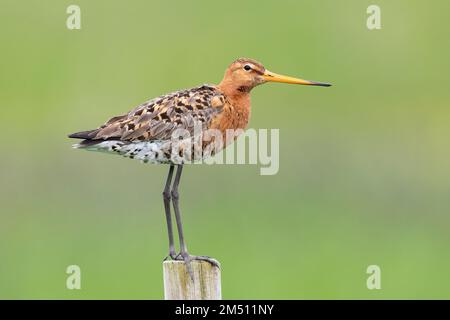 Blakenschwanzgöttchen (Limosa limosa islandica), Seitenansicht eines Erwachsenen auf einem Pfosten, Südliche Region, Island Stockfoto