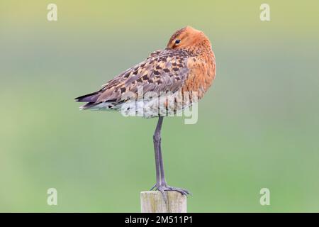 Blakenschwanzgöttchen (Limosa limosa islandica), Seitenansicht eines Erwachsenen auf einem Pfosten, Südliche Region, Island Stockfoto