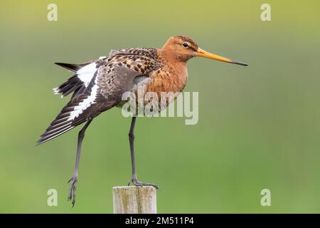 Schwarzschwanzgöttchen (Limosa limosa islandica), Seitenansicht eines Erwachsenen, der sich auf einem Pfosten streckt, Südliche Region, Island Stockfoto