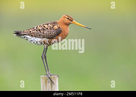 Blakenschwanzgöttchen (Limosa limosa islandica), Seitenansicht eines Erwachsenen auf einem Pfosten, Südliche Region, Island Stockfoto