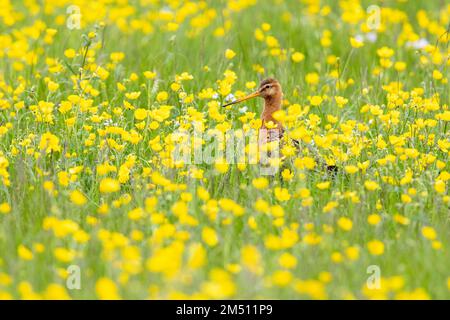 Blakenschwanzgöttchen (Limosa limosa islandica), Seitenansicht eines Erwachsenen inmitten von Blumen, Südliche Region, Island Stockfoto