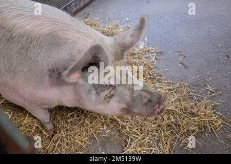 Ouseburn Farm,Charity,Ouseburn,Gegend,of,Newcastle upon Tyne,Simply,Newcastle, ist eine Stadt und ein städtischer Stadtbezirk, In, Tyne und Wear, England. Die Stadt befindet sich am Fluss Tyne, nördliches Ufer, und bildet den größten Teil des bebauten Gebiets von Tyneside. Newcastle ist auch die bevölkerungsreichste Stadt Nordostenglands. Nordosten, England, Englisch, GB, Großbritannien, Großbritannien, Großbritannien, Großbritannien, Großbritannien, Großbritannien, Europa, Europa Stockfoto