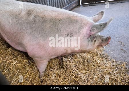 Ouseburn Farm,Charity,Ouseburn,Gegend,of,Newcastle upon Tyne,Simply,Newcastle, ist eine Stadt und ein städtischer Stadtbezirk, In, Tyne und Wear, England. Die Stadt befindet sich am Fluss Tyne, nördliches Ufer, und bildet den größten Teil des bebauten Gebiets von Tyneside. Newcastle ist auch die bevölkerungsreichste Stadt Nordostenglands. Nordosten, England, Englisch, GB, Großbritannien, Großbritannien, Großbritannien, Großbritannien, Großbritannien, Großbritannien, Europa, Europa Stockfoto