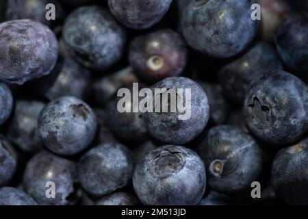 Frisch gepflückte dunkle Heidelbeeren auf dunklem Hintergrund neben anderen Heidelbeeren. Schmale Schärfentiefe Stockfoto