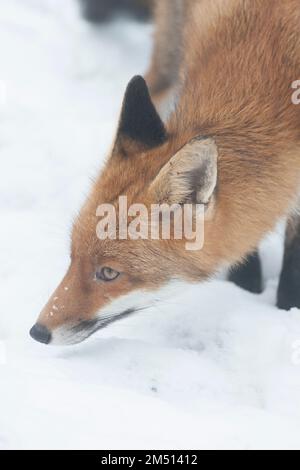 London, Vereinigtes Königreich, 12. Dezember 2022: Ein Stadtfuchs erforscht im Schnee in einem Garten in Clapham. Anna Watson/Alamy Live News Stockfoto