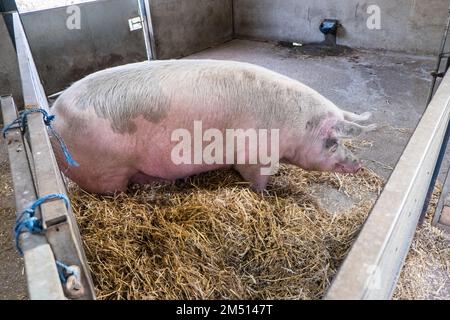 Ouseburn Farm,Charity,Ouseburn,Gegend,of,Newcastle upon Tyne,Simply,Newcastle, ist eine Stadt und ein städtischer Stadtbezirk, In, Tyne und Wear, England. Die Stadt befindet sich am Fluss Tyne, nördliches Ufer, und bildet den größten Teil des bebauten Gebiets von Tyneside. Newcastle ist auch die bevölkerungsreichste Stadt Nordostenglands. Nordosten, England, Englisch, GB, Großbritannien, Großbritannien, Großbritannien, Großbritannien, Großbritannien, Großbritannien, Europa, Europa Stockfoto