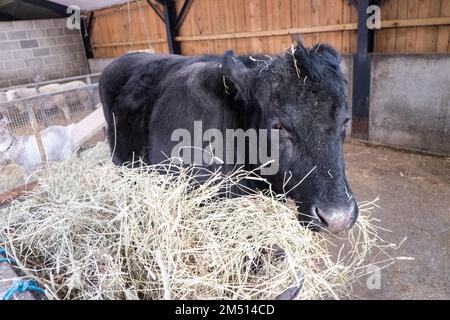 Ouseburn Farm,Charity,Ouseburn,Gegend,of,Newcastle upon Tyne,Simply,Newcastle, ist eine Stadt und ein städtischer Stadtbezirk, In, Tyne und Wear, England. Die Stadt befindet sich am Fluss Tyne, nördliches Ufer, und bildet den größten Teil des bebauten Gebiets von Tyneside. Newcastle ist auch die bevölkerungsreichste Stadt Nordostenglands. Nordosten, England, Englisch, GB, Großbritannien, Großbritannien, Großbritannien, Großbritannien, Großbritannien, Großbritannien, Europa, Europa Stockfoto