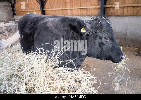 Ouseburn Farm,Charity,Ouseburn,Gegend,of,Newcastle upon Tyne,Simply,Newcastle, ist eine Stadt und ein städtischer Stadtbezirk, In, Tyne und Wear, England. Die Stadt befindet sich am Fluss Tyne, nördliches Ufer, und bildet den größten Teil des bebauten Gebiets von Tyneside. Newcastle ist auch die bevölkerungsreichste Stadt Nordostenglands. Nordosten, England, Englisch, GB, Großbritannien, Großbritannien, Großbritannien, Großbritannien, Großbritannien, Großbritannien, Europa, Europa Stockfoto