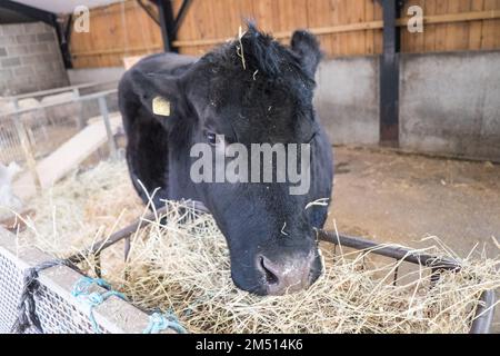 Ouseburn Farm,Charity,Ouseburn,Gegend,of,Newcastle upon Tyne,Simply,Newcastle, ist eine Stadt und ein städtischer Stadtbezirk, In, Tyne und Wear, England. Die Stadt befindet sich am Fluss Tyne, nördliches Ufer, und bildet den größten Teil des bebauten Gebiets von Tyneside. Newcastle ist auch die bevölkerungsreichste Stadt Nordostenglands. Nordosten, England, Englisch, GB, Großbritannien, Großbritannien, Großbritannien, Großbritannien, Großbritannien, Großbritannien, Europa, Europa Stockfoto