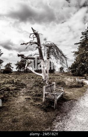 Alte Bank mit totem Baum, der in der Nähe eines Parks wächst Stockfoto