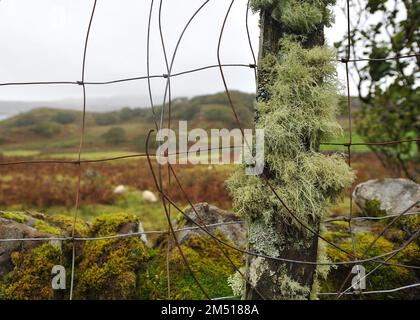 Lichen auf einem Zaunpfahl - Lagganulva, Insel Mull, Schottland Stockfoto