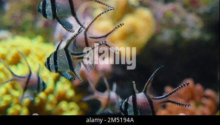 Viele bunte gestreifte Fische schwimmen über weichen Korallen, Mangrovenwurzeln in Gefangenschaft, Aquarium. Gefährdete Arten exotischer tropischer Fische Banggai Stockfoto