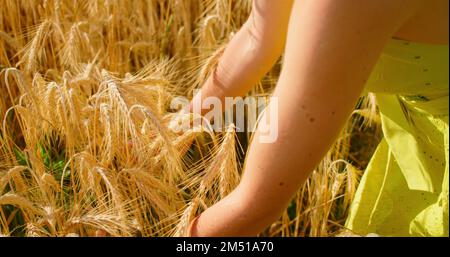 Nahaufnahme von Frauenhänden, Weizenohren prüfen. Feld mit reifem goldenen Weizen bei Sonnenuntergang, Nahrungsmittelkrise und Mangelernährung, Anbau von Getreide. Hunger Stockfoto