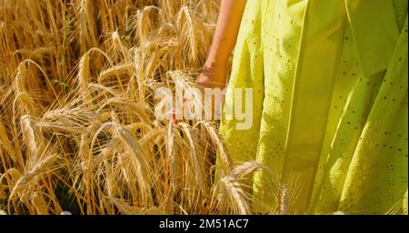 Nahaufnahme von Frauenhänden, Weizenohren prüfen. Feld mit reifem goldenen Weizen bei Sonnenuntergang, Nahrungsmittelkrise und Mangelernährung, Anbau von Getreide. Hunger Stockfoto