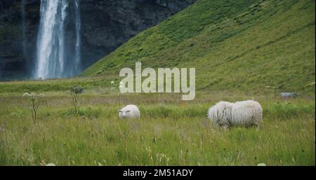 Seljalandfoss-Wasserfall Island bei regnerischem, stimmungsvollem Wetter und weidenden Schafen im Vordergrund. Stockfoto
