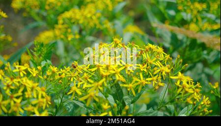 Im Wald wachsen Holzkraut oder Senecio ovatus. Bienenwespen bestäuben gelbe Wildblumen. Sommerzeit. Nahaufnahme. Sonnenschein beleuchtet grüne, üppige Pflanzen Stockfoto