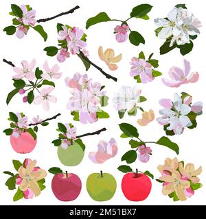 Apfelblüten- und Obstset. Wunderschöne Apfelblumen, Vektorbild Stock Vektor