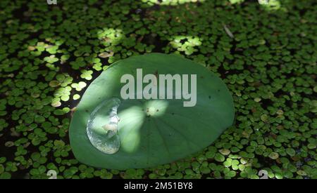 Ein kleines Lotusblatt mit einem Wassertropfen und winzigen Insekten auf der Blattoberfläche Stockfoto