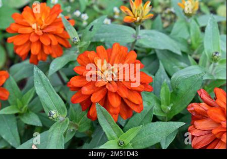 Orangenzinnienblumen (Zinnia elegans) im Garten Stockfoto