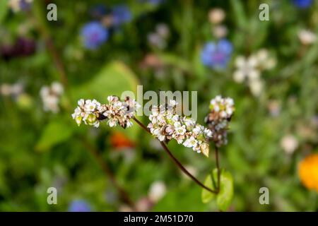 Verzierte Schwanzgräberwespe auf rosa weißen Blüten aus Buchweizen Stockfoto