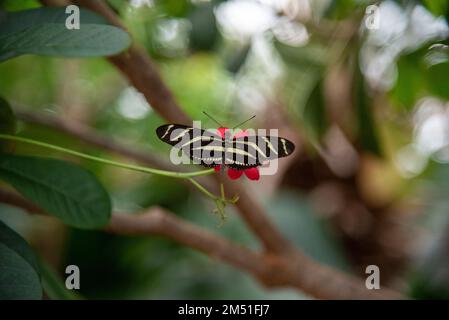 Ein Zebra Longwind Schmetterling in einem Schmetterlingsgarten, Niagara Falls Stockfoto