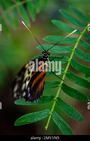 Ein Tiger-Langflügel-Schmetterling in einem Schmetterlings-Wintergarten, Niagarafälle Stockfoto