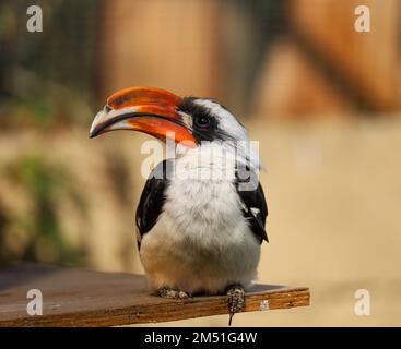 Von der Decken's Hornbill in Enclosure Stockfoto