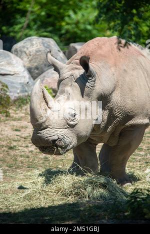 Weißes Nashorn im Zoo von Toronto, Kanada Stockfoto