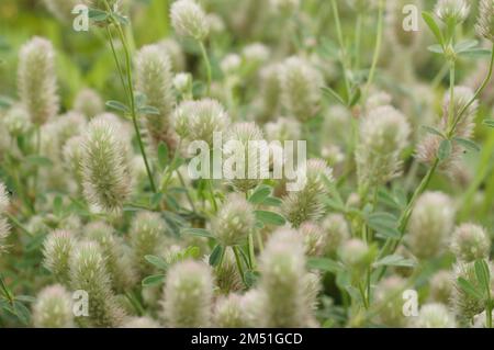 Natürliche Nahaufnahme auf einer Ansammlung von flauschigem Hasenfuß, Kaninchenfußklee, Trifolium arvense Stockfoto