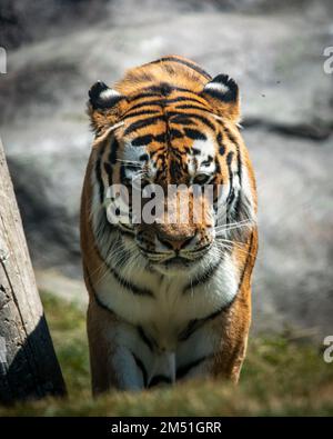 Ein sibirischer Tiger (Amurtiger) im Zoo von Toronto, Kanada Stockfoto