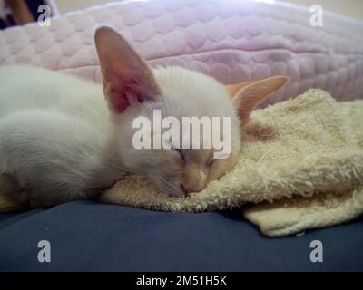 Weißes Kätzchen schläft auf dem Bett Stockfoto