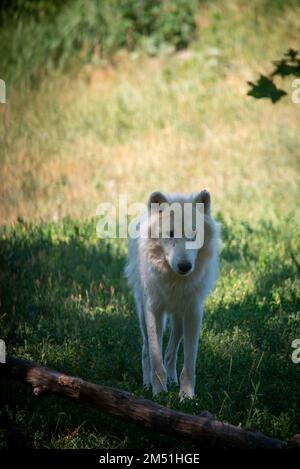 Ein arktischer Wolf im Zoo von Toronto, Kanada Stockfoto