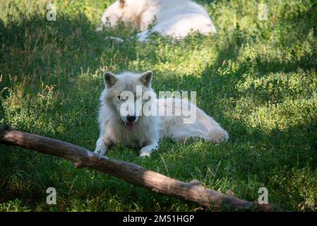 Ein arktischer Wolf im Zoo von Toronto, Kanada Stockfoto