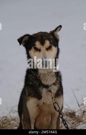 Ein grau-weißer Alaska-Husky mit ernstem Gesicht und verschiedenen Ohren sitzt im Schneewetter auf der Kette und wartet auf den Start des Rennens oder Wettkampfs. Nördlicher Schlitten h Stockfoto