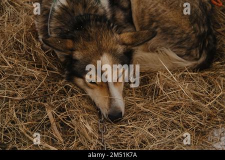 Ein roter weißer Alaska-Husky, der vor dem Training auf Heu schläft. Nördlicher reitender Mischhund mit blauen Augen, mit Kette verbunden und liegt in warmer Straße Stockfoto