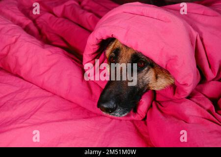 Viva Magenta Farbe von 2023 Jahr. Deutscher Schäferhund liegt auf rosafarbener Bettwäsche, mit einer Decke, Kopf und Wärme. Der Hund wachte morgens zu Hause auf. Hotel Stockfoto