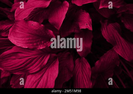 Wunderschöne große dekorative Blätter von Gartenpflanzen. Minimalistischer Hintergrund mit hosta-Leaves, Nahaufnahme von oben. Die Hosta-Blätter sind eine Nahaufnahme Stockfoto