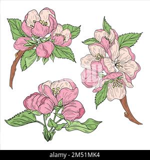 Apfeläste mit Blättern, Knospen und Blumen Stock Vektor