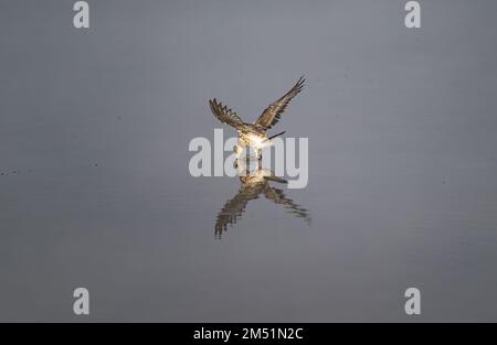 Ein Fischadler (Pandion haliaetus) auf einem Felsen mit Reflexionen im Wasser Stockfoto