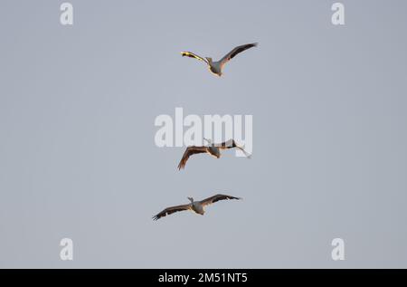 Drei Möwen (Larus canus) fliegen am blauen Himmel Stockfoto