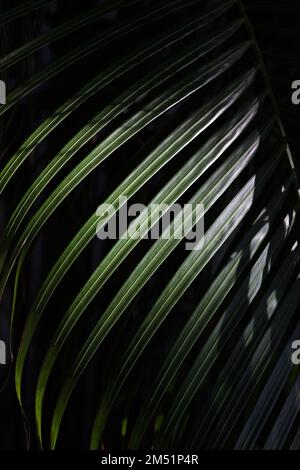 Nahaufnahme der Handfläche in natürlichem Grün auf schwarzem Hintergrund mit selektivem Fokus. Vertikale Ausrichtung Stockfoto