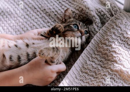 Süßes gestreiftes Kätzchen auf einer Decke. Das Kind spielt mit einem Kätzchen. Hauskatze. Stockfoto