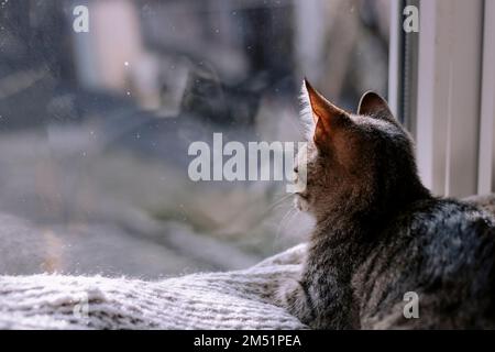 Das gestreifte süße Kätzchen sitzt auf der Fensterbank und schaut aus dem Fenster. Katze auf einer Decke. Speicherplatz kopieren. Das Kätzchen auf dem Fensterbrett schaut aus dem Fenster. Stockfoto