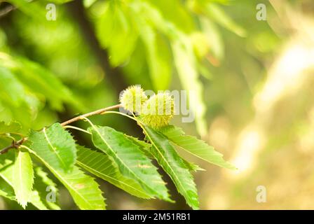Grüne KastanienIgel auf einem Ast im Wald im Spätsommer waagerecht Stockfoto