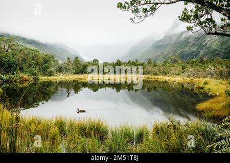 Die Ente gleitet über den kleinen Gletscherkessel Lake Peters Pool und spiegelt die Berge in Westland, Neuseeland, wider Stockfoto