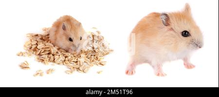 Hamster mit Haferflocken, isoliert auf weißem Hintergrund Stockfoto