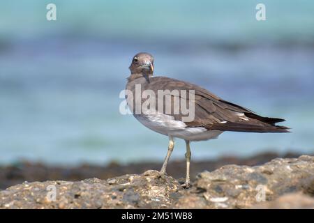 Weißaugenmöwe, Ichthyaetus leucophthalmus, Rotmeermöwe Stockfoto